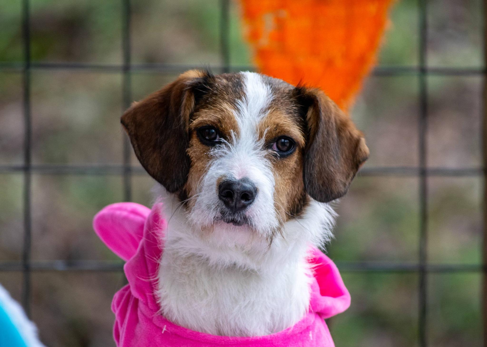 Enlarge Aviva, an adopted Wirehaired Terrier in Sevierville, TN image 2/5