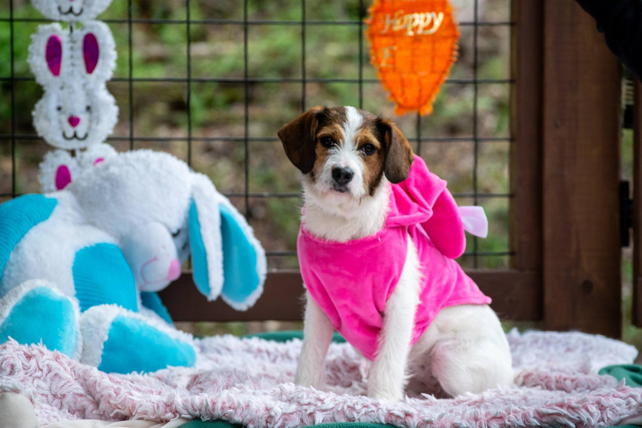 Enlarge Aviva, an adopted Wirehaired Terrier in Sevierville, TN image 5/5