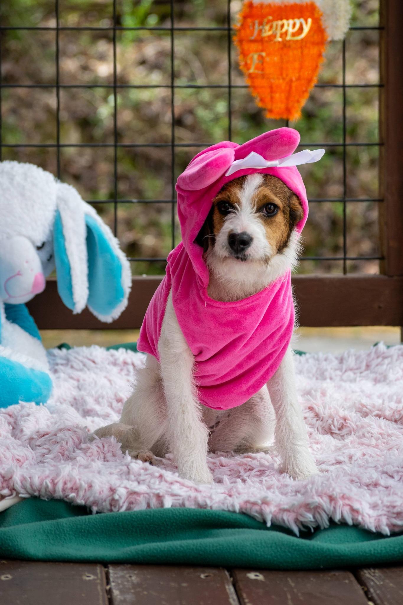 Enlarge Aviva, an adopted Wirehaired Terrier in Sevierville, TN image 3/5