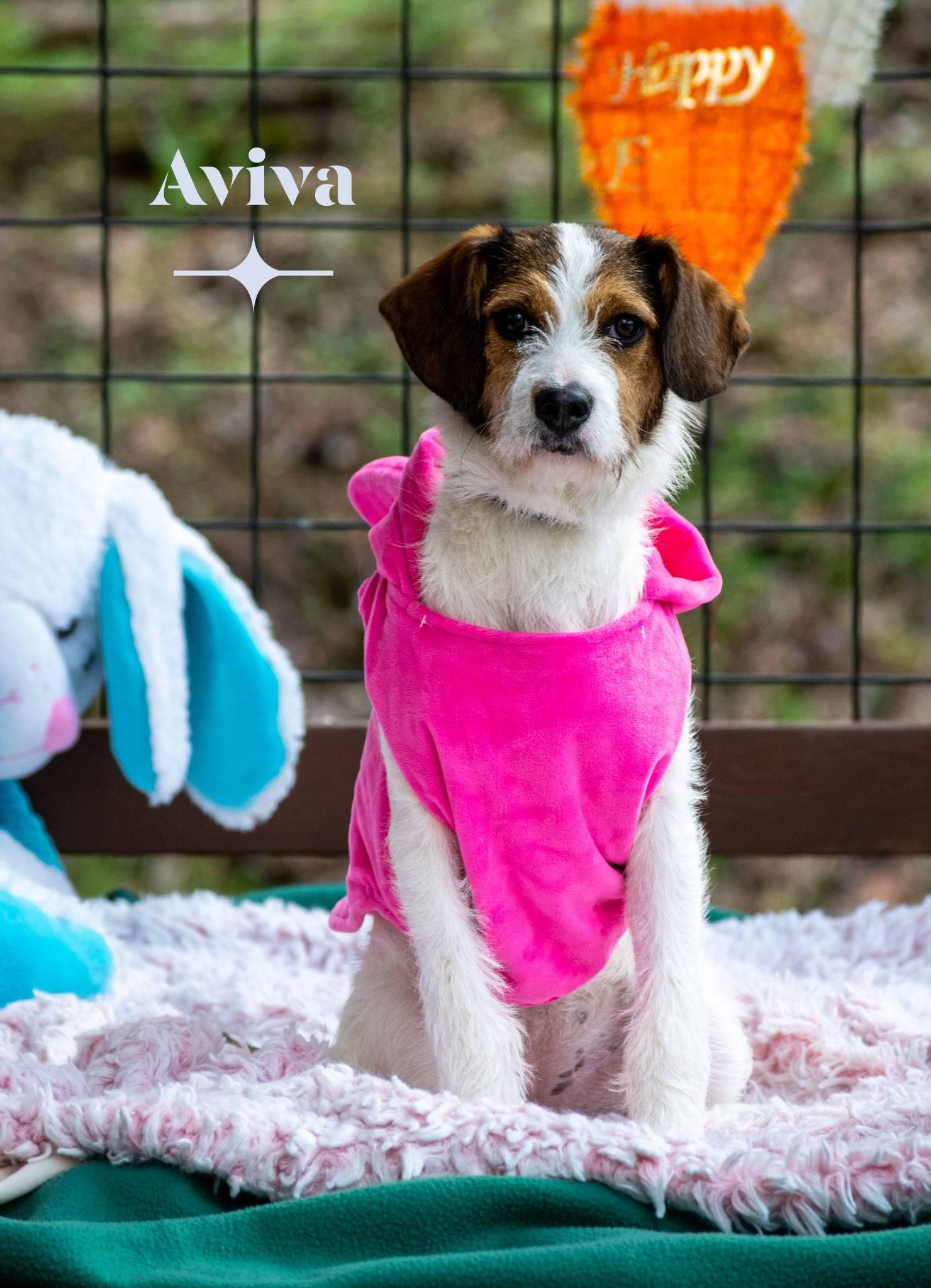 Enlarge Aviva, an adopted Wirehaired Terrier in Sevierville, TN image 1/5