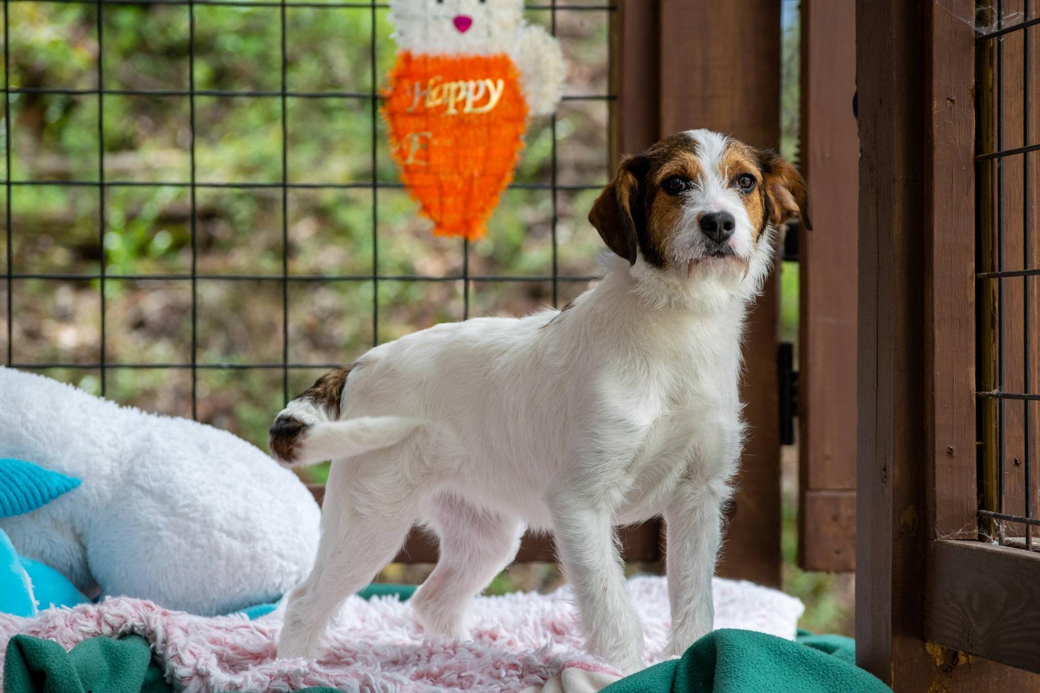 Enlarge Aviva, an adopted Wirehaired Terrier in Sevierville, TN image 4/5