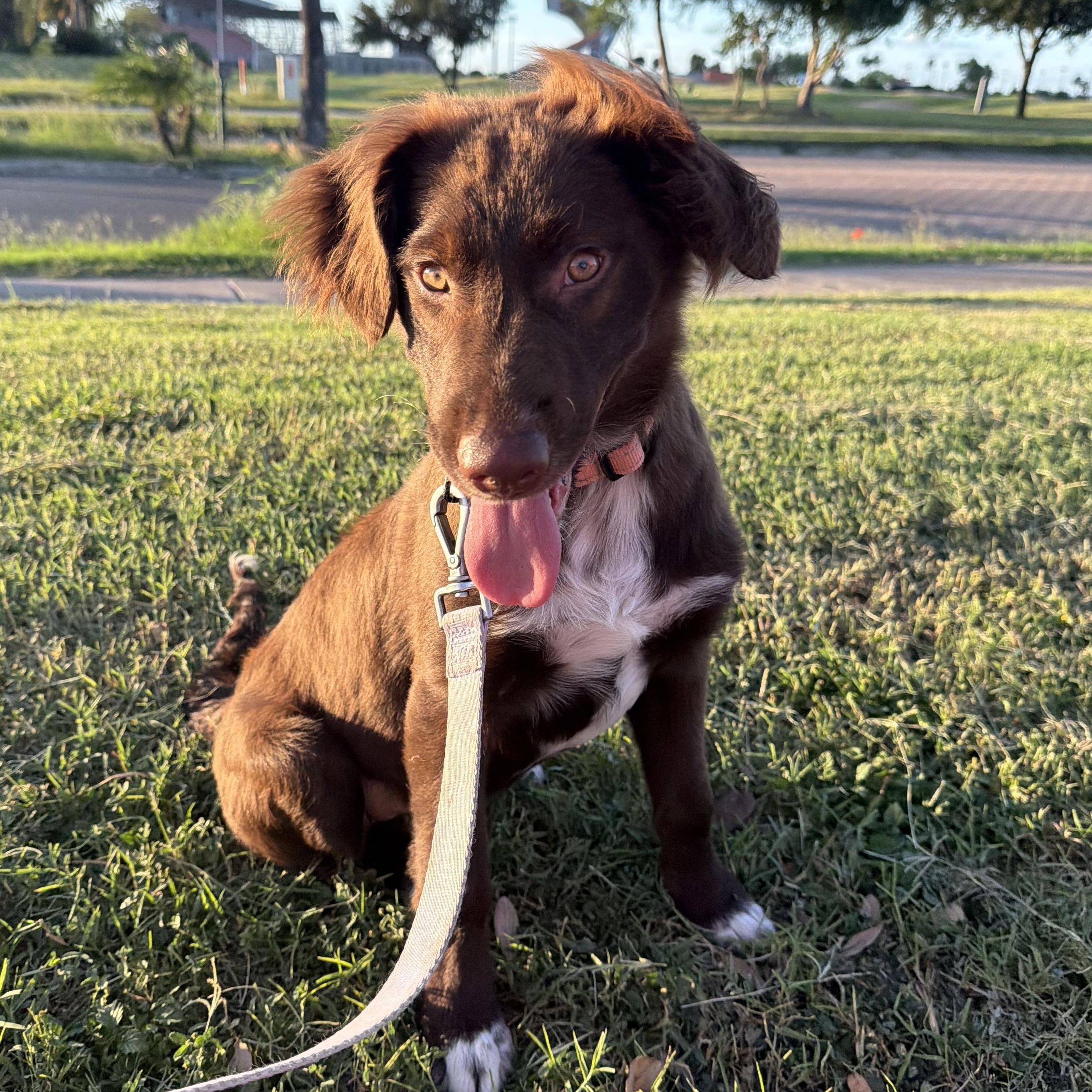 Enlarge Millie, an adopted mixed breed in Tacoma, WA image 1/5