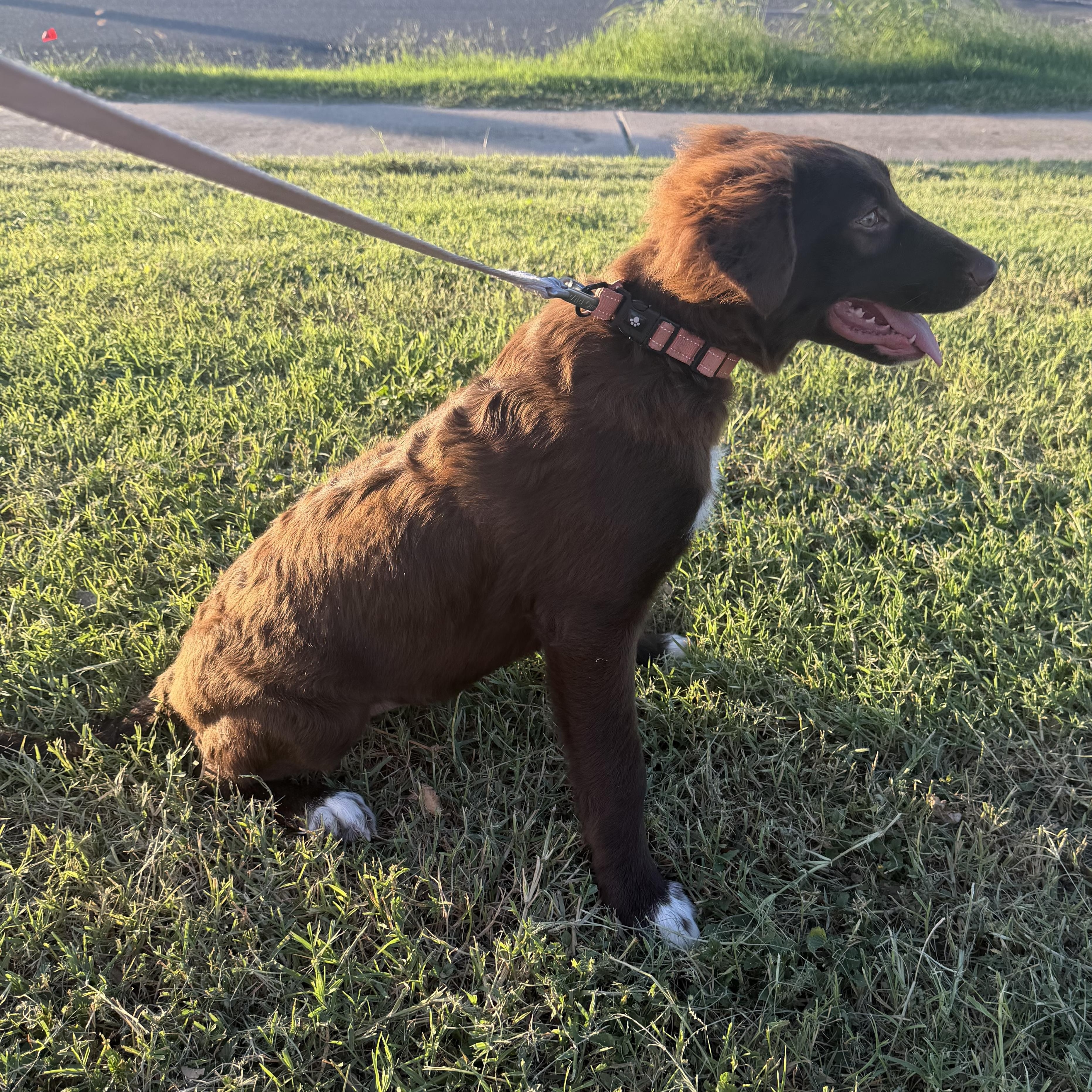 Enlarge Millie, an adopted mixed breed in Tacoma, WA image 5/5