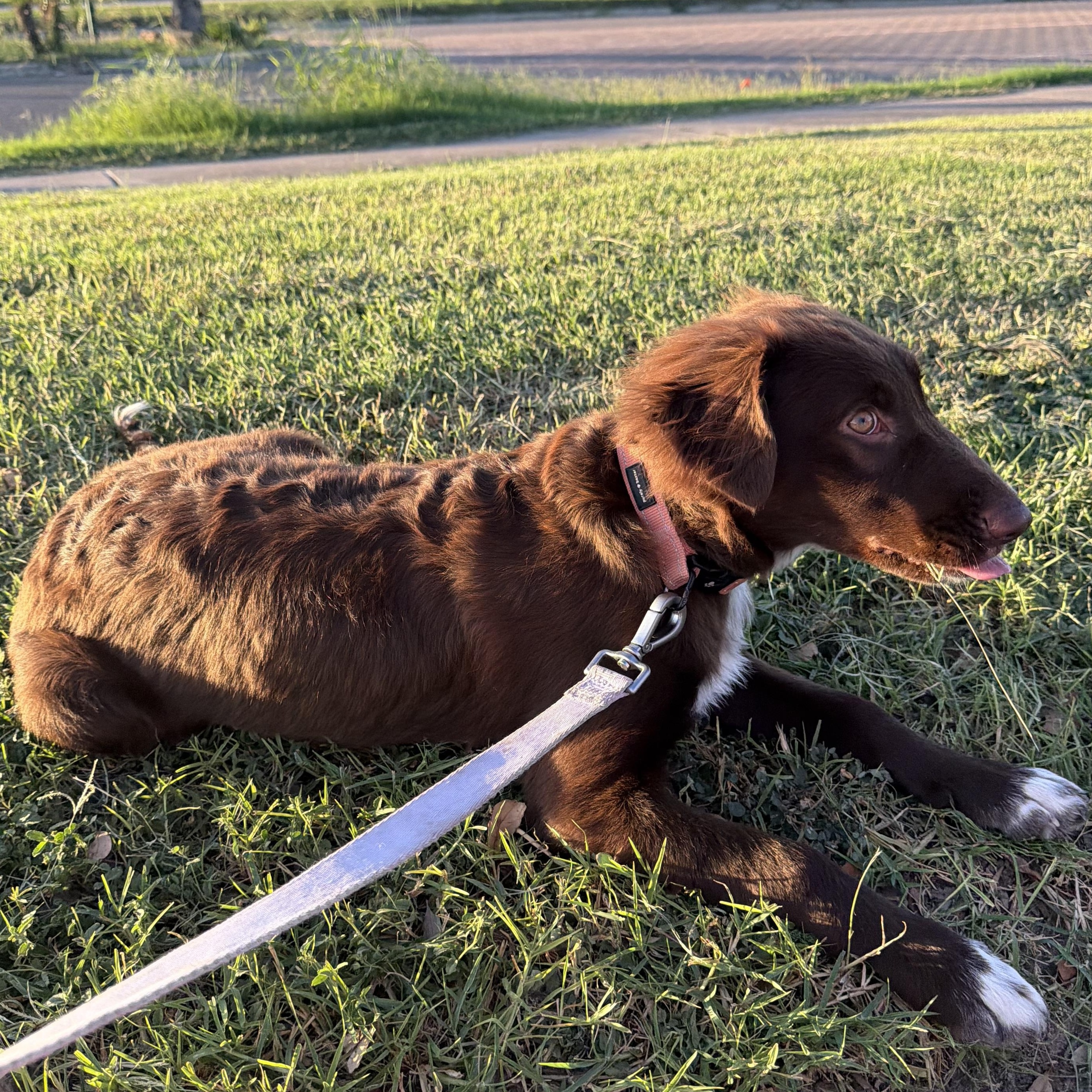 Enlarge Millie, an adopted mixed breed in Tacoma, WA image 4/5