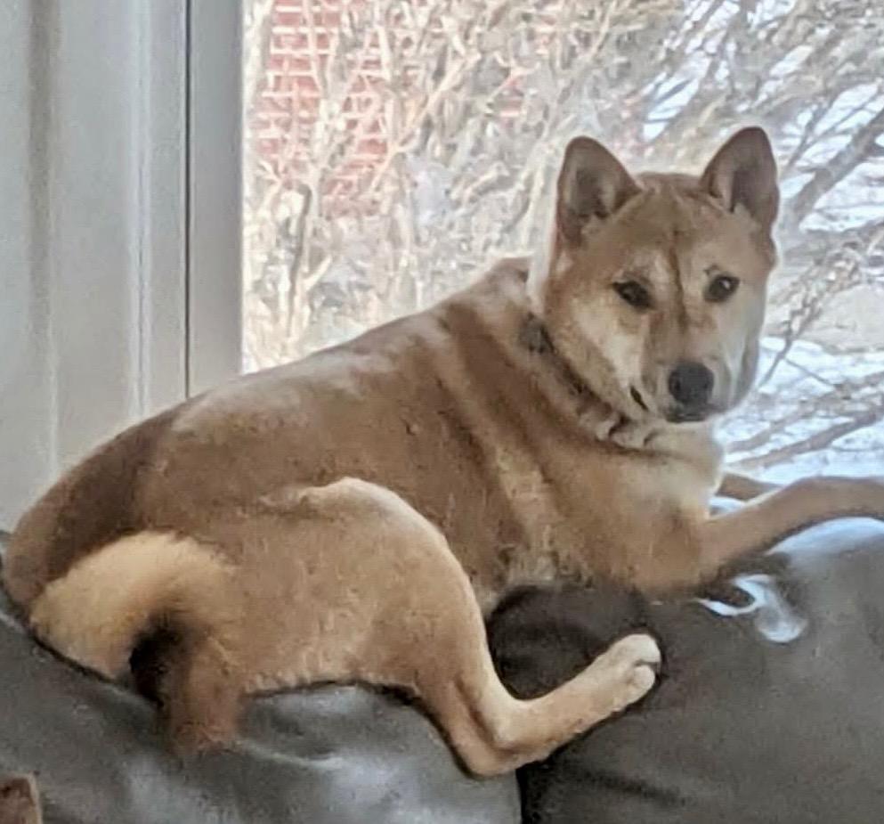 Enlarge Athena, a Adoptable Shiba Inu in Urbandale, IA image 2/4