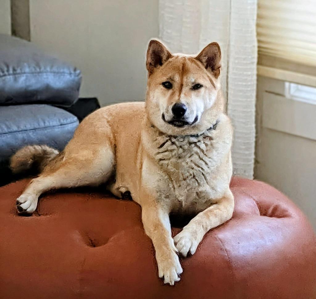 Enlarge Athena, a Adoptable Shiba Inu in Urbandale, IA image 3/4