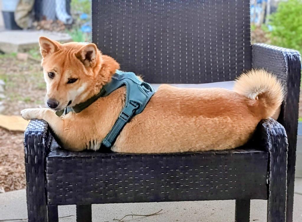 Athena, a Adoptable Shiba Inu in Urbandale, IA image 3/4