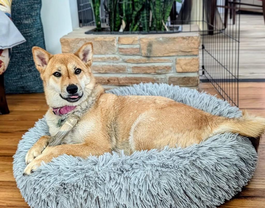 Athena, a Adoptable Shiba Inu in Urbandale, IA image 4/4