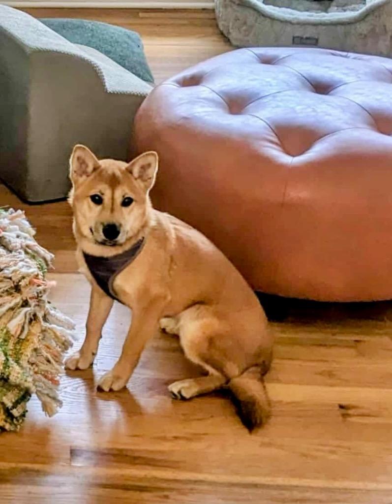 Enlarge Athena, a Adoptable Shiba Inu in Urbandale, IA image 4/4