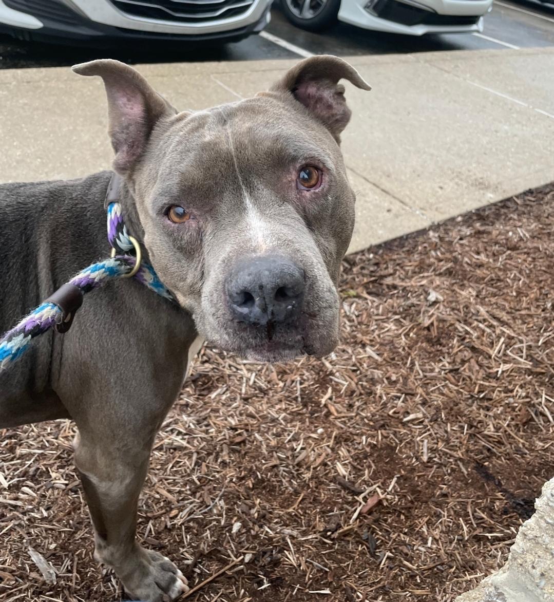 Picasso, Adoptable, Senior Male Pit Bull Terrier.