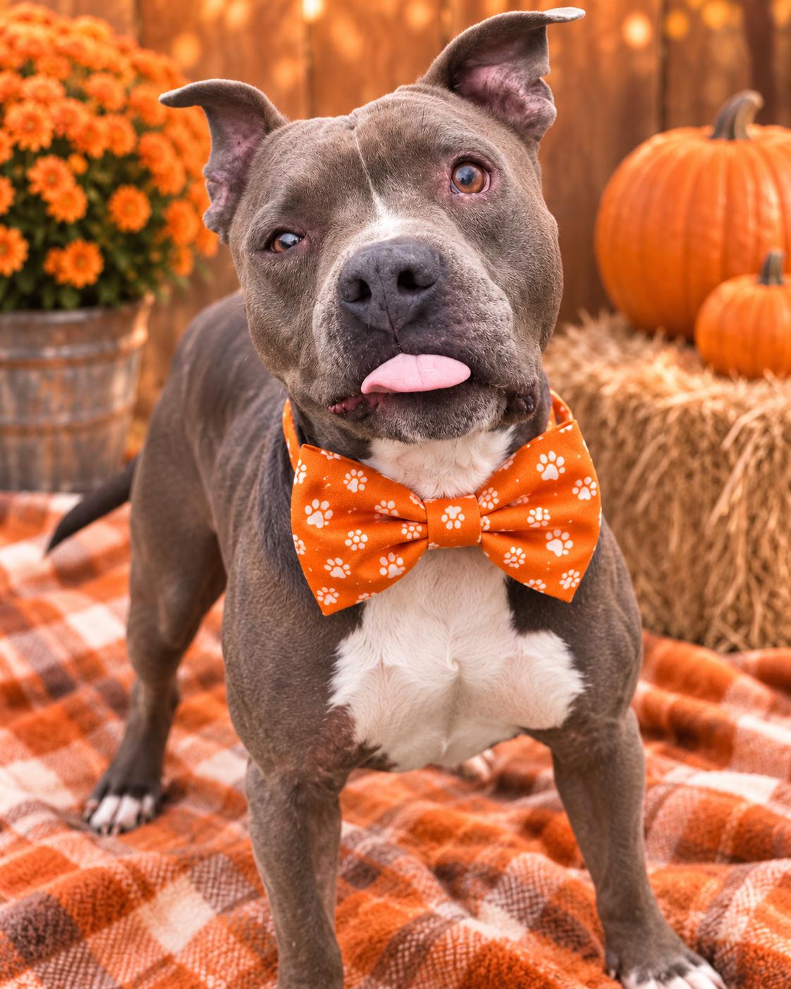Enlarge Picasso, a Adoptable Pit Bull Terrier in merrillville, IN image 2/4