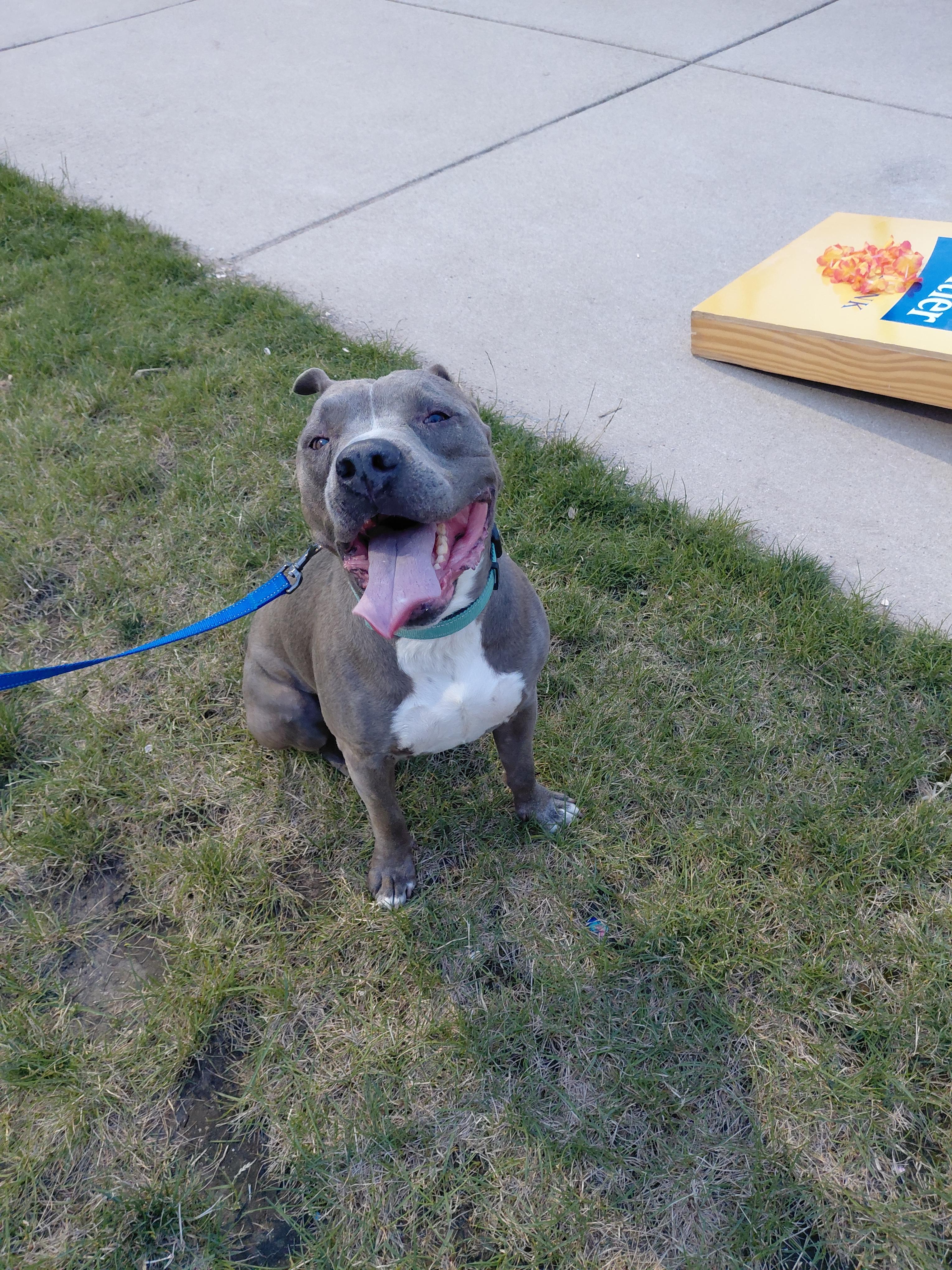 Enlarge Picasso, a Adoptable Pit Bull Terrier in merrillville, IN image 3/4