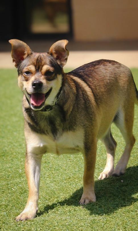 Papi, Adoptable, Young Male Chihuahua.