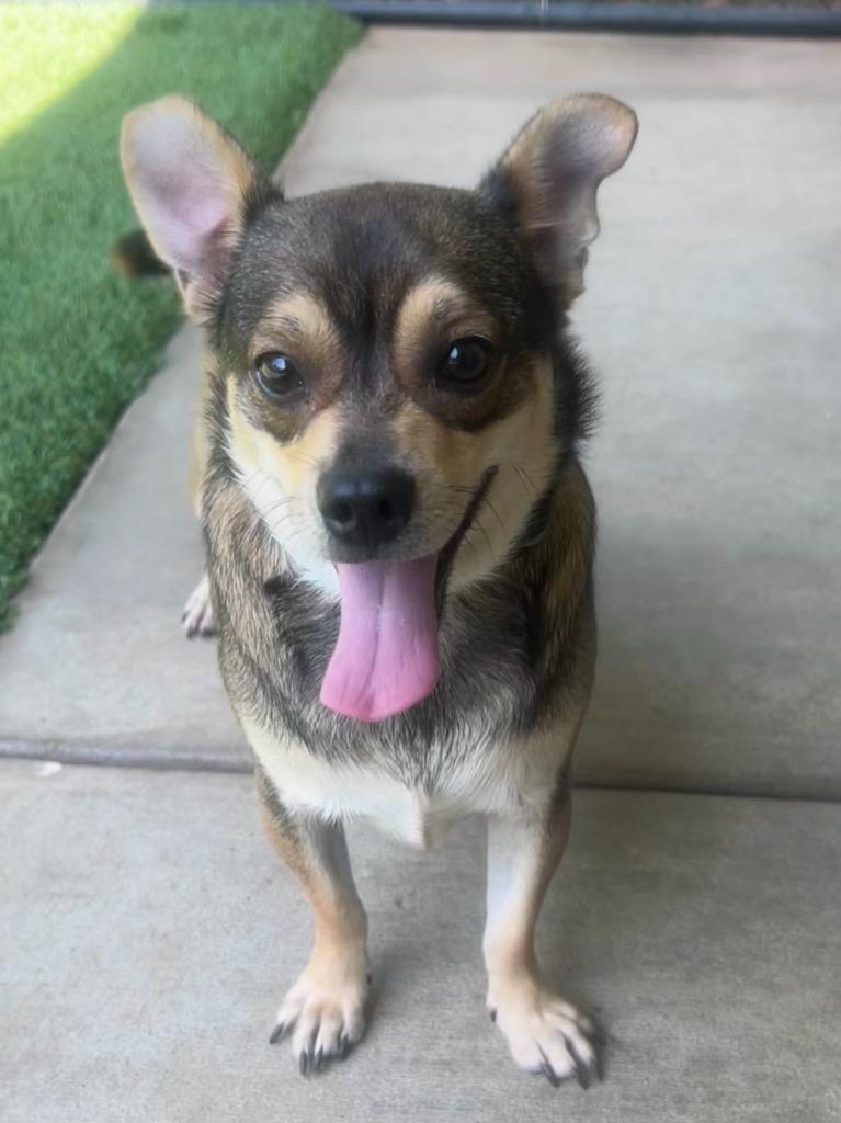 Enlarge Papi, a Adoptable Chihuahua in Madison, GA image 2/2