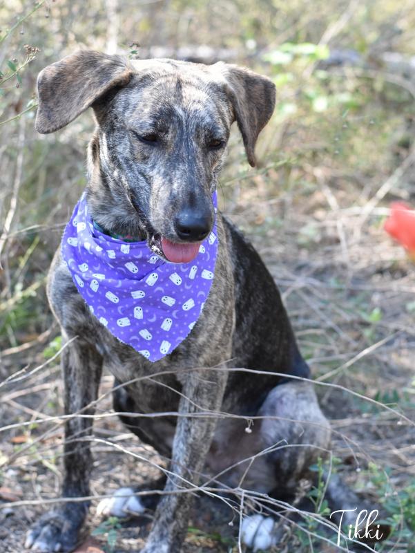 Enlarge Tikki, a Adoptable mixed breed in Appleton, WI image 5/6
