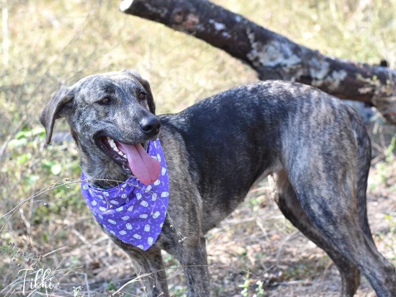 Enlarge Tikki, a Adoptable mixed breed in Appleton, WI image 4/6
