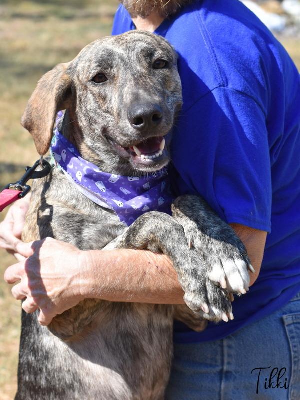 Enlarge Tikki, a Adoptable mixed breed in Appleton, WI image 6/6