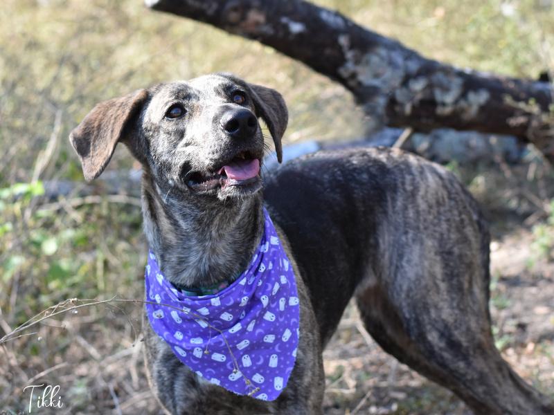 Enlarge Tikki, a Adoptable mixed breed in Appleton, WI image 3/6