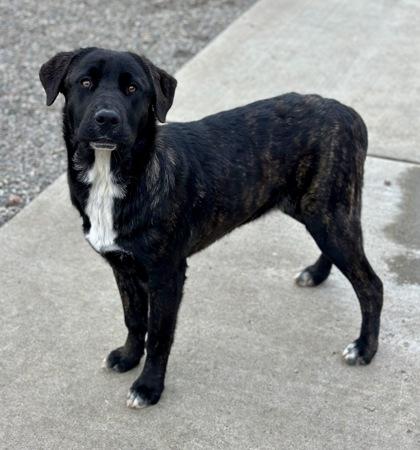 Enlarge Goldie--Recued, an adopted mixed breed in Red Bluff, CA image 3/3