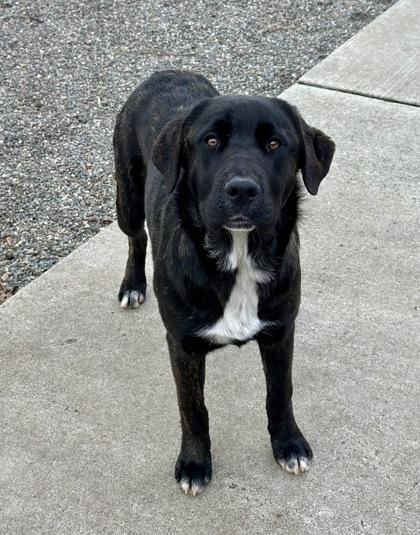 Enlarge Goldie--Recued, an adopted mixed breed in Red Bluff, CA image 1/3