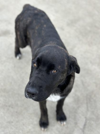 Enlarge Goldie--Recued, an adopted mixed breed in Red Bluff, CA image 2/3