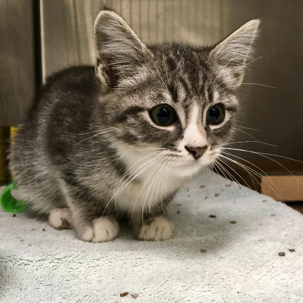 Enlarge Wasatch, a Adoptable mixed breed in Heber City, UT image 1/3