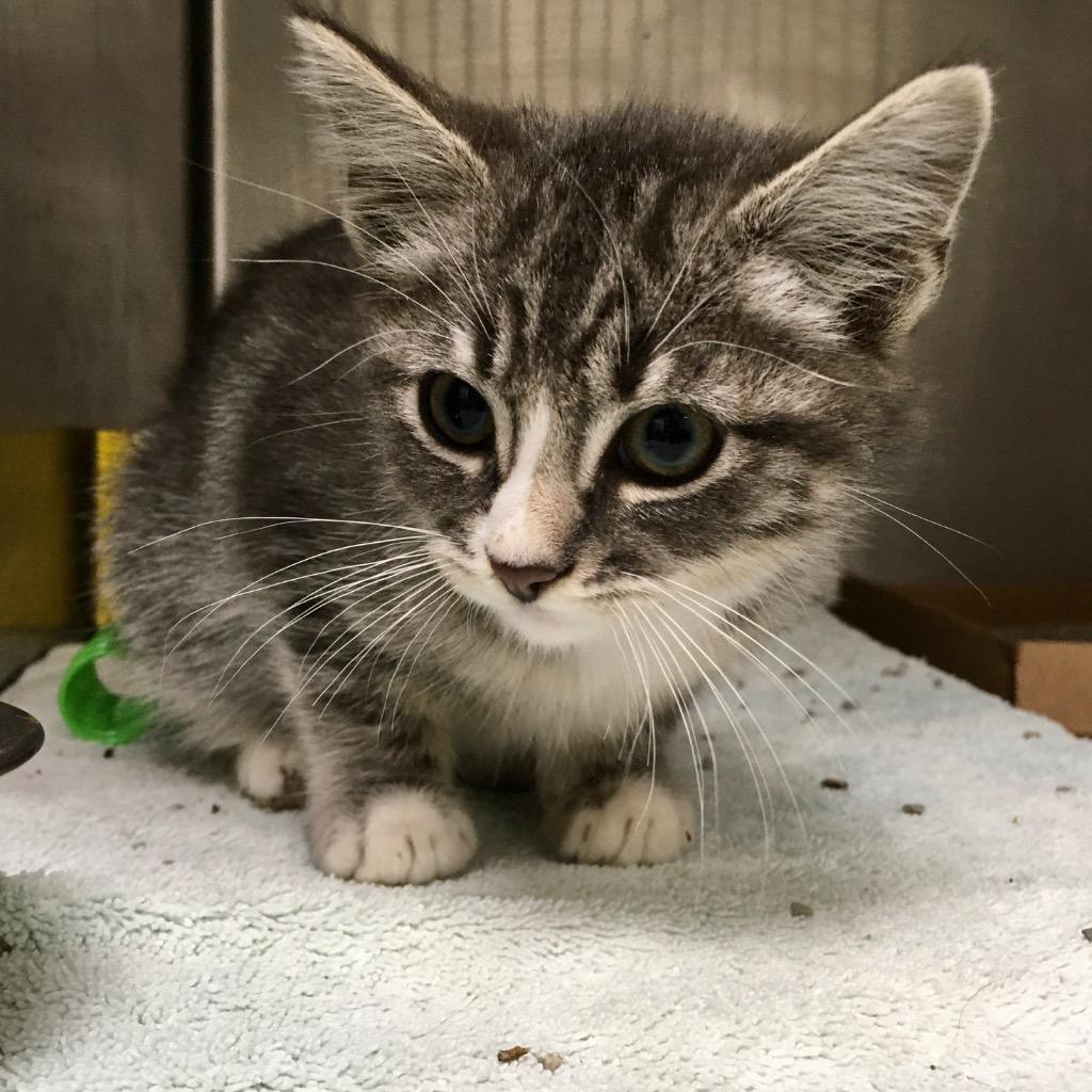 Enlarge Wasatch, a Adoptable mixed breed in Heber City, UT image 2/3