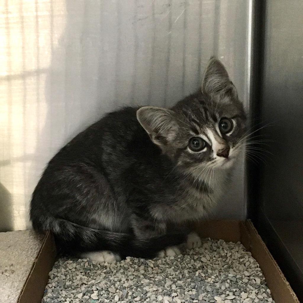 Enlarge Wasatch, a Adoptable mixed breed in Heber City, UT image 3/3