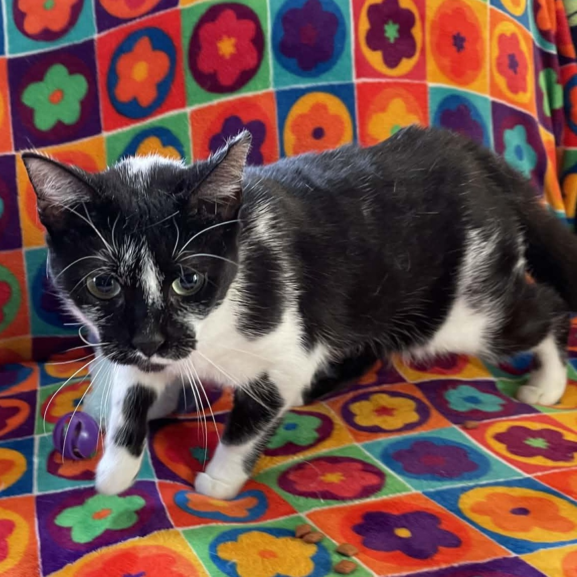 Enlarge Buttercup, a ADOPTABLE mixed breed in Scranton, PA image 5/5