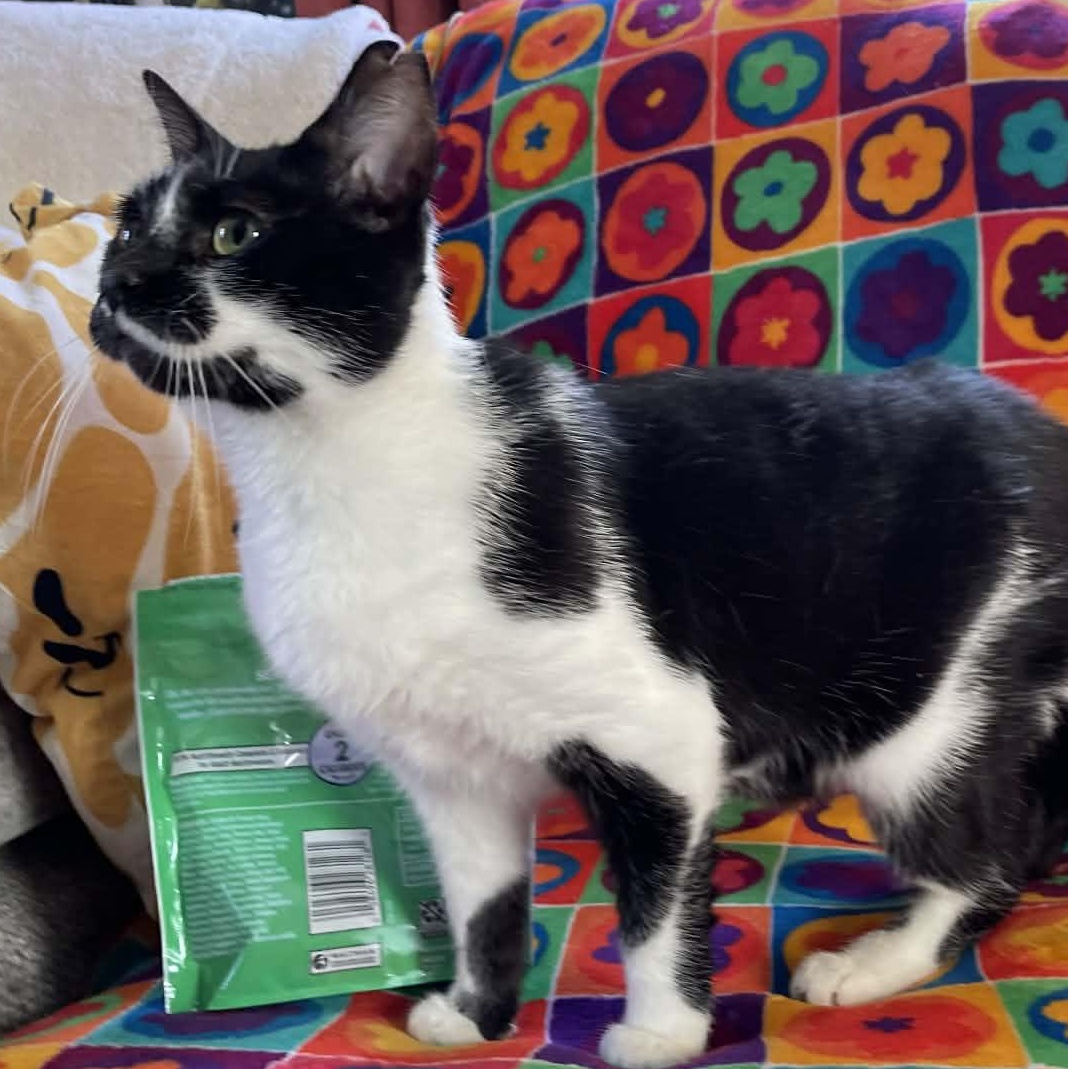 Enlarge Buttercup, a ADOPTABLE mixed breed in Scranton, PA image 2/5