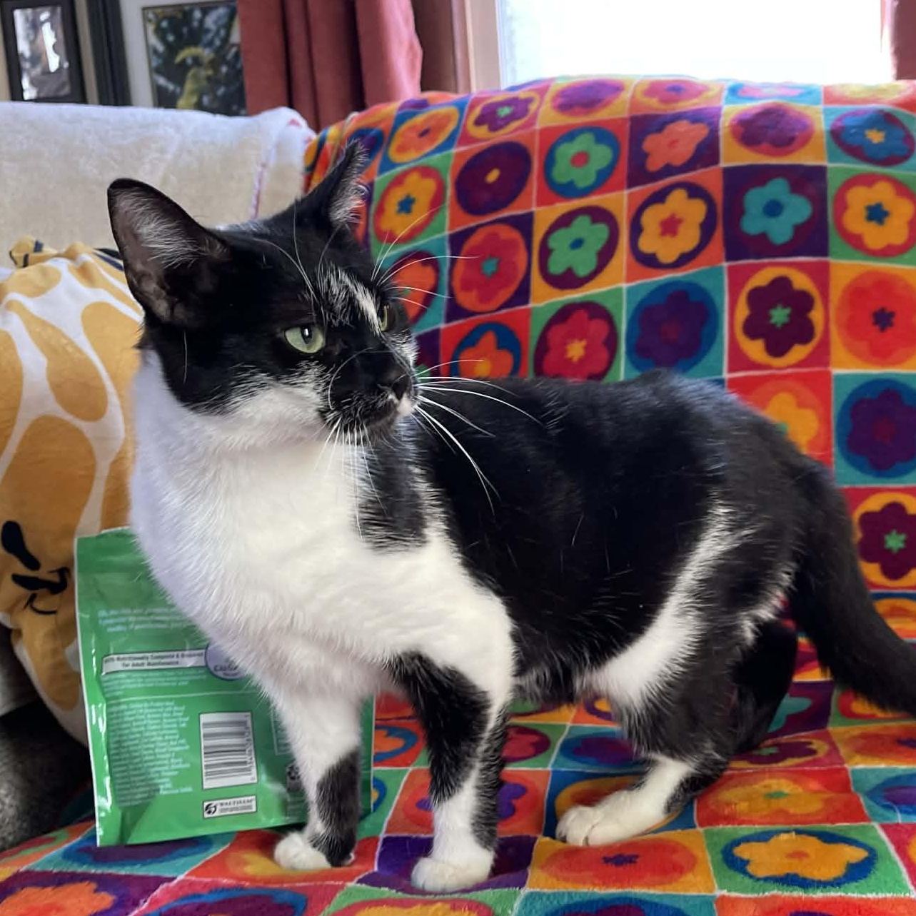 Enlarge Buttercup, a ADOPTABLE mixed breed in Scranton, PA image 3/5