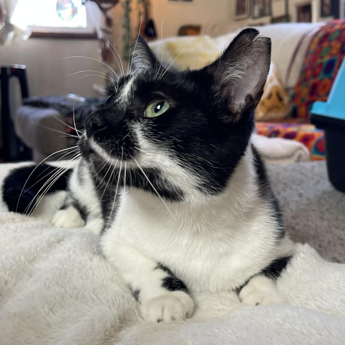 Enlarge Buttercup, a ADOPTABLE mixed breed in Scranton, PA image 4/5