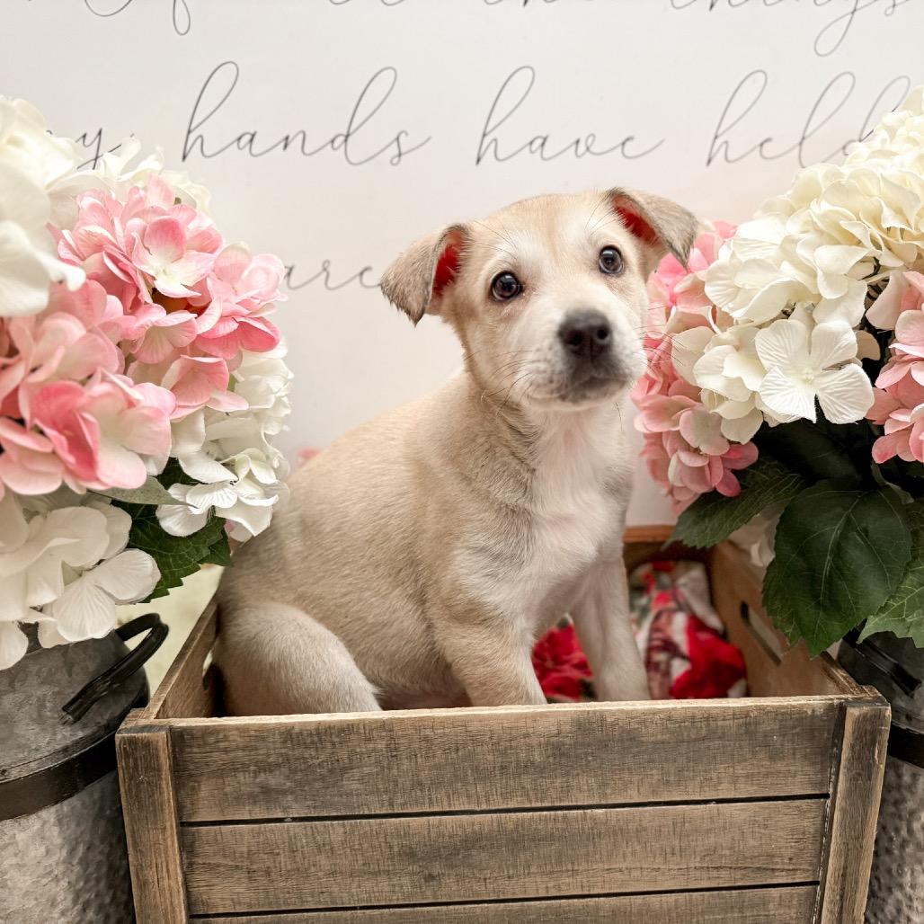 Dirty, Adoptable, Puppy Female Labrador Retriever & Sheep Dog.