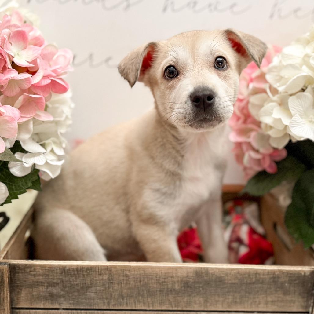 Enlarge Dirty, a Adoptable mixed breed in Newberg, OR image 2/3