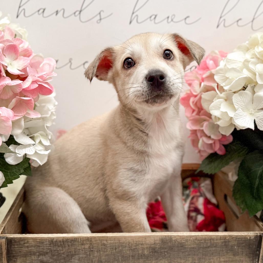 Enlarge Dirty, a Adoptable mixed breed in Newberg, OR image 3/3