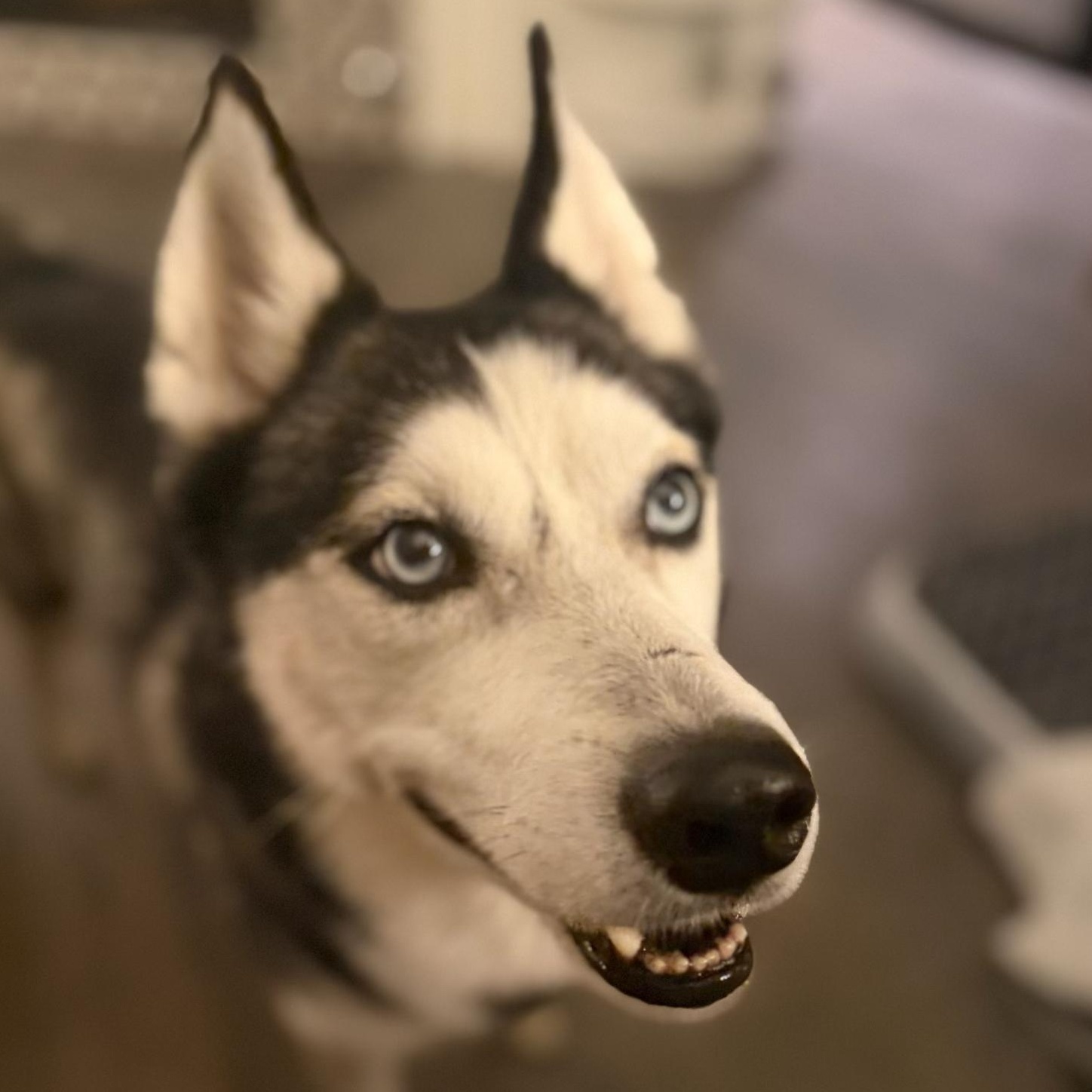 Benji, Adoptable, Young Male Siberian Husky.