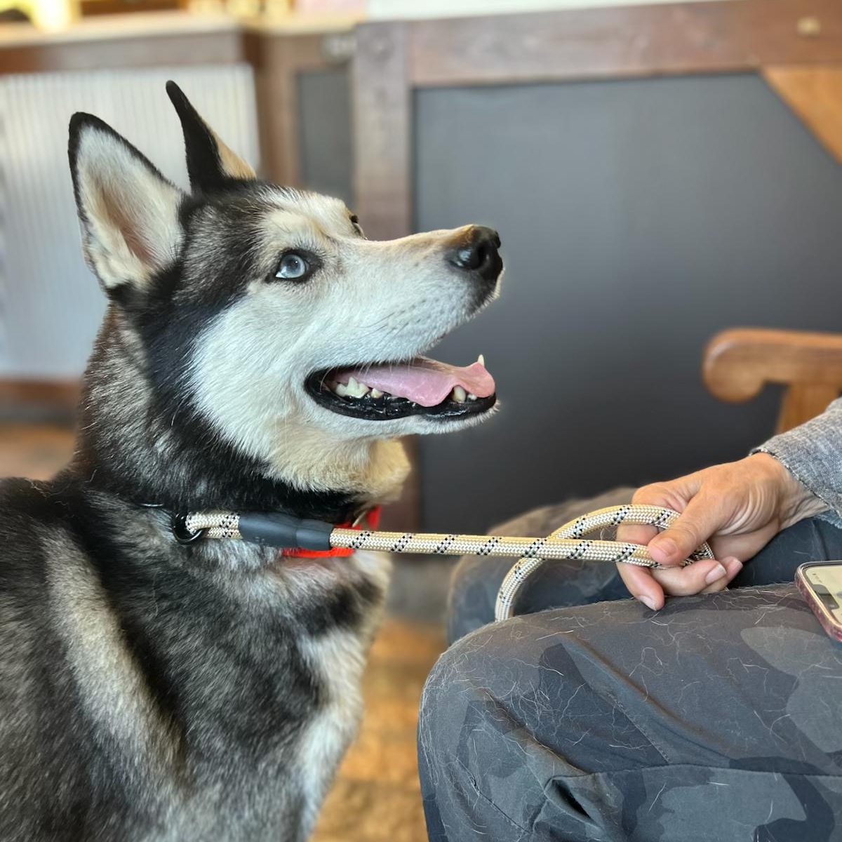 Benji, a Adoptable Siberian Husky in Los Angeles , CA image 2/6
