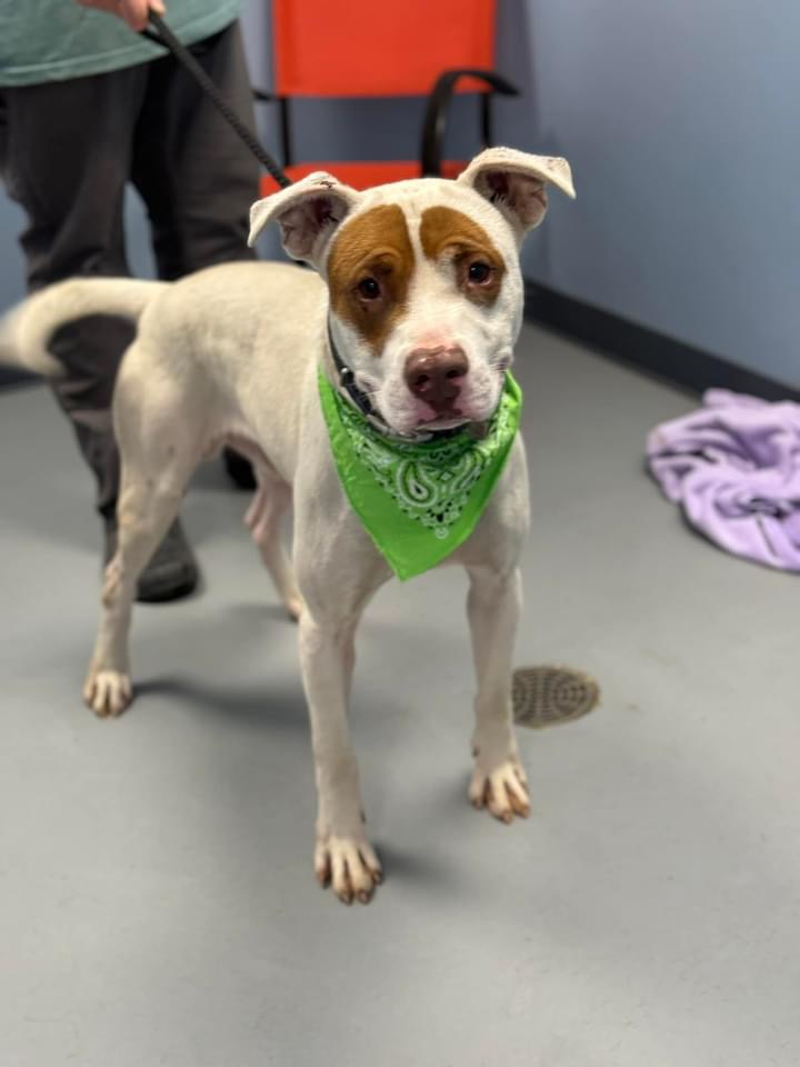 Enlarge Spot, a Adoptable Terrier in Zanesville, OH image 1/1