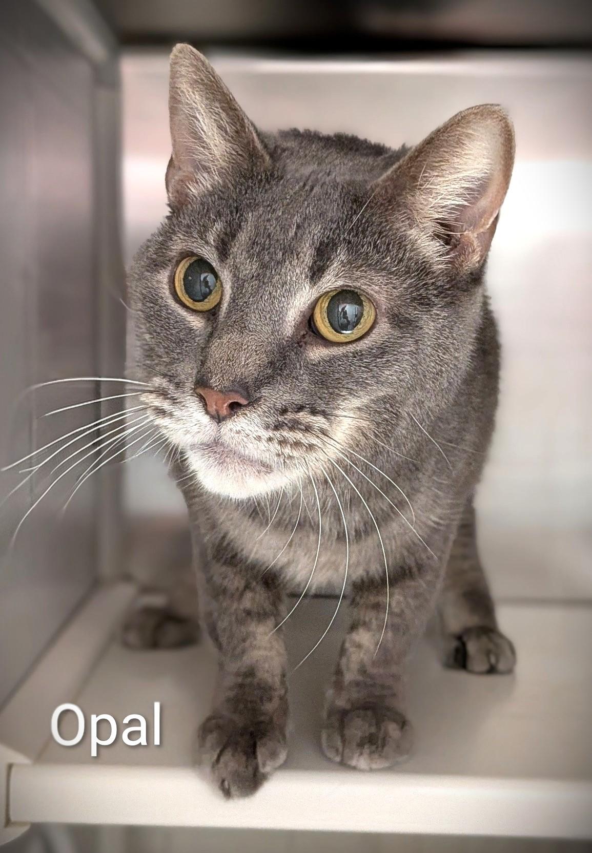 Enlarge Opal, an adopted Domestic Short Hair in Flint, MI image 1/1