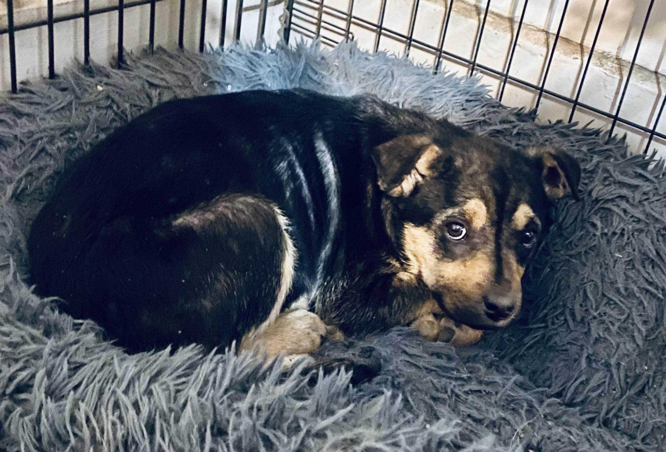 True, Adoptable, Puppy Female Australian Cattle Dog / Blue Heeler & German Shepherd Dog.