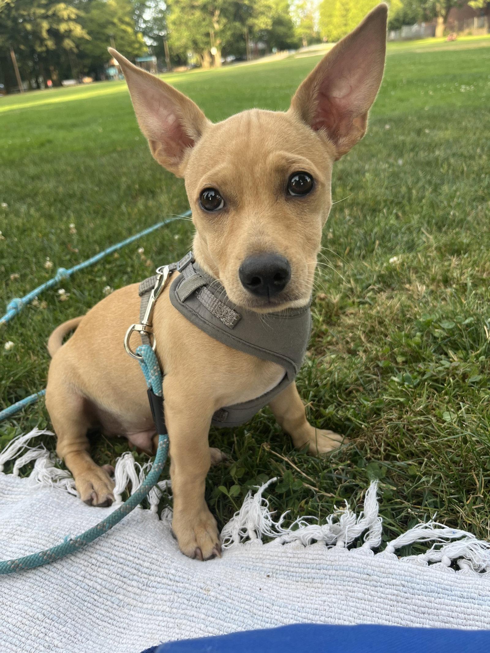 Joey, Adoptable, Young Male Dachshund & Chihuahua.