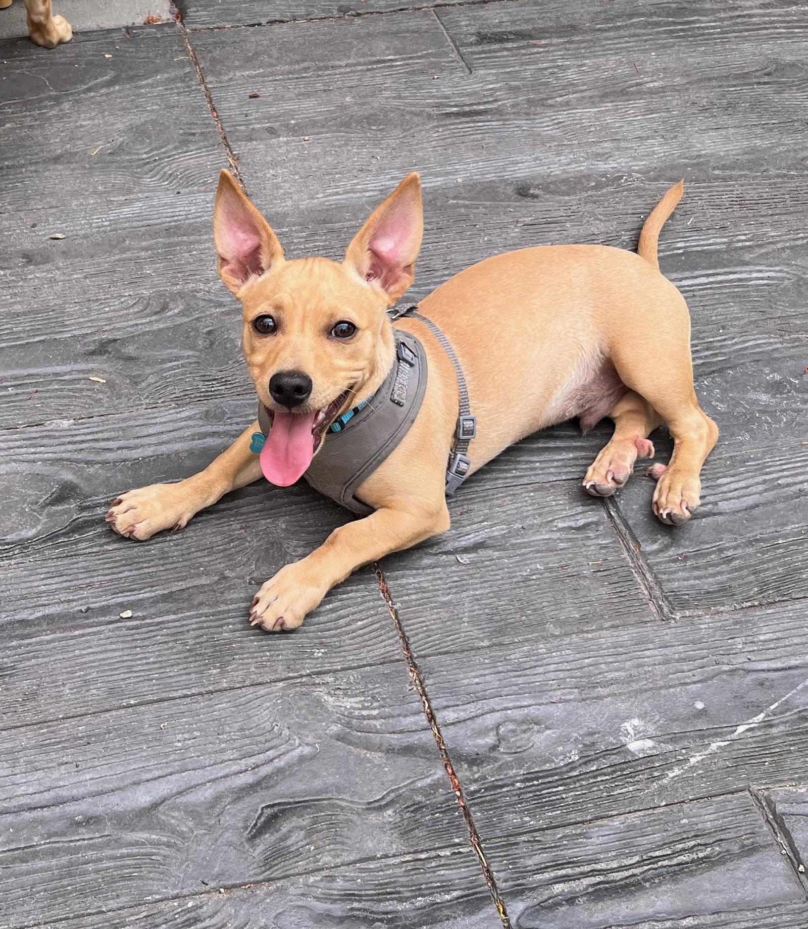 Enlarge Joey, a Adoptable mixed breed in Portland, OR image 2/3