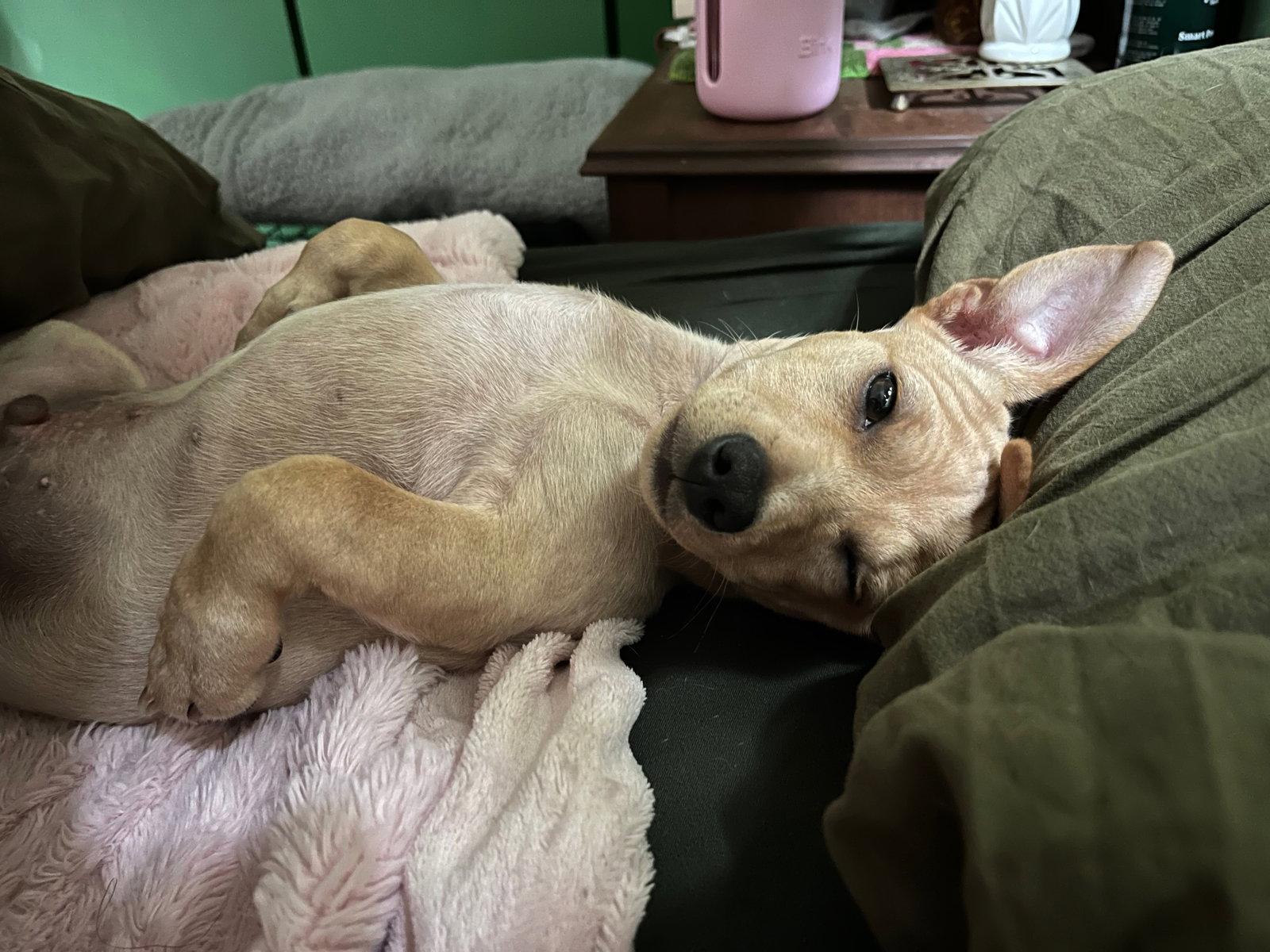 Enlarge Joey, a Adoptable mixed breed in Portland, OR image 3/3