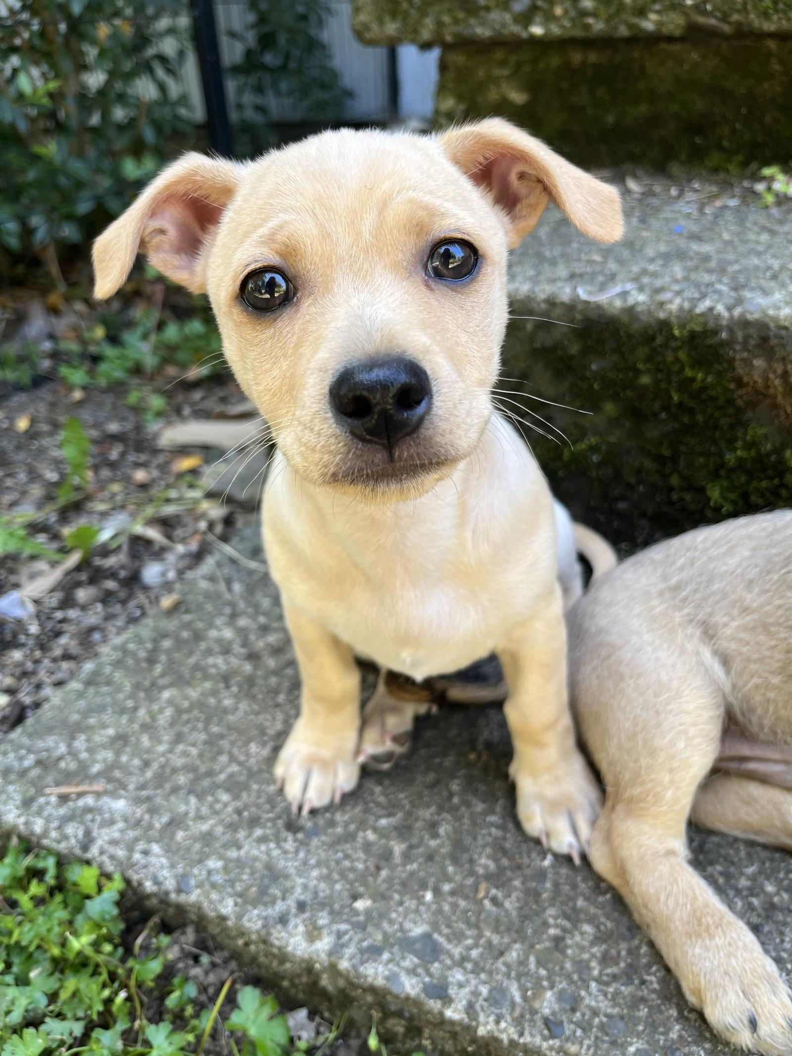 Starscream, Adoptable, Puppy Male Chihuahua & Dachshund.