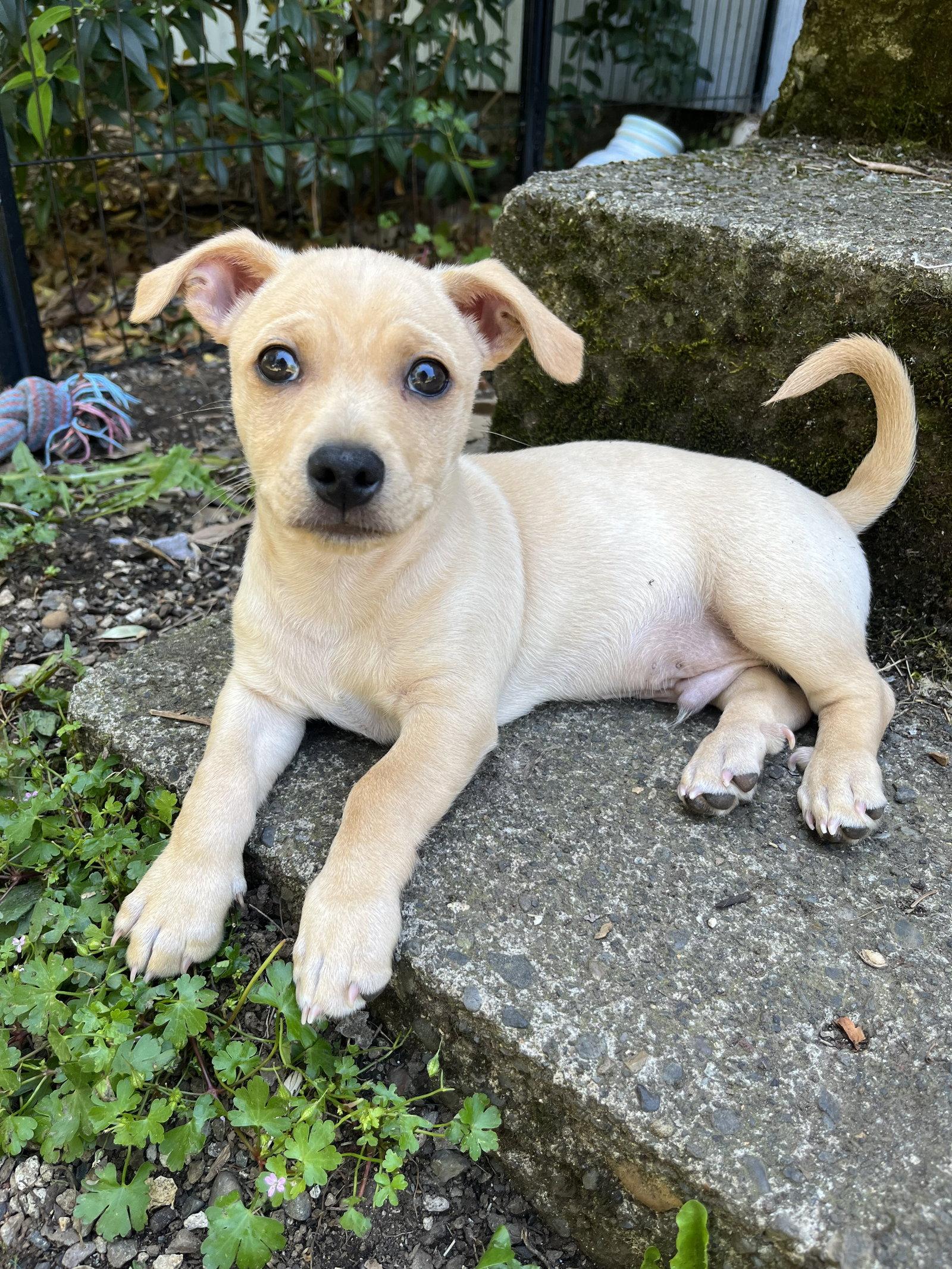 Starscream, a Adoptable mixed breed in Portland, OR image 2/3