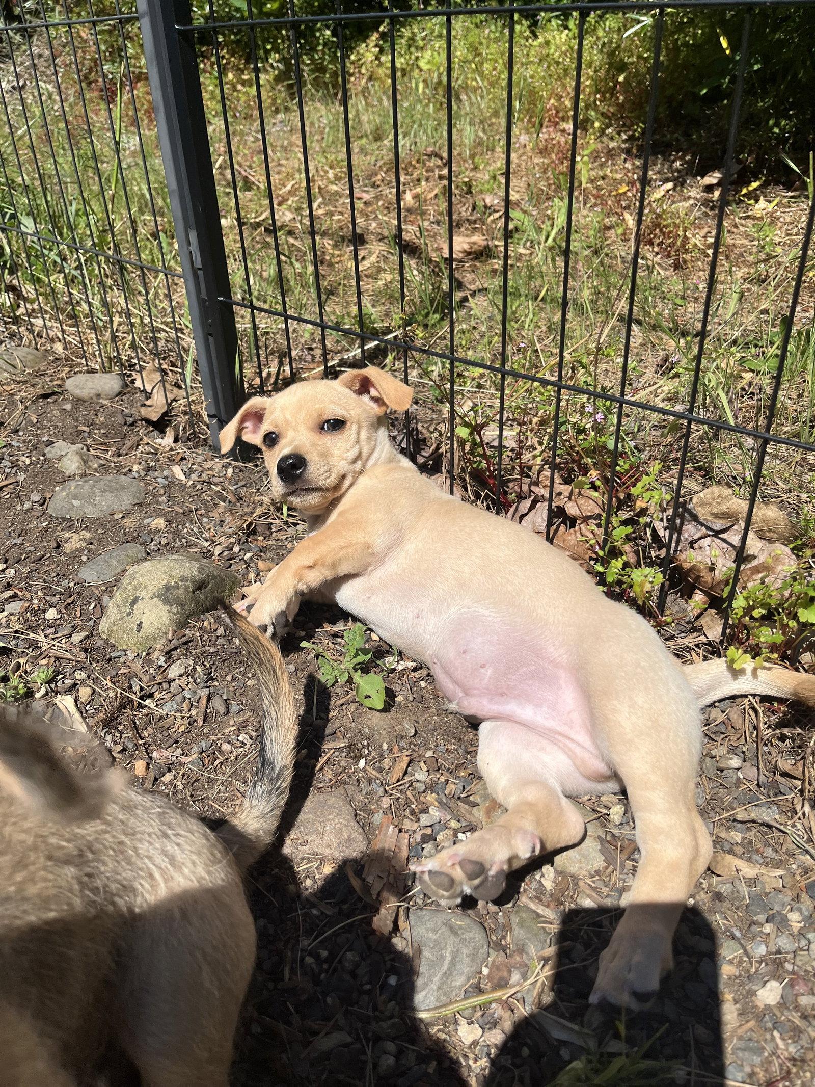 Starscream, a Adoptable mixed breed in Portland, OR image 3/3