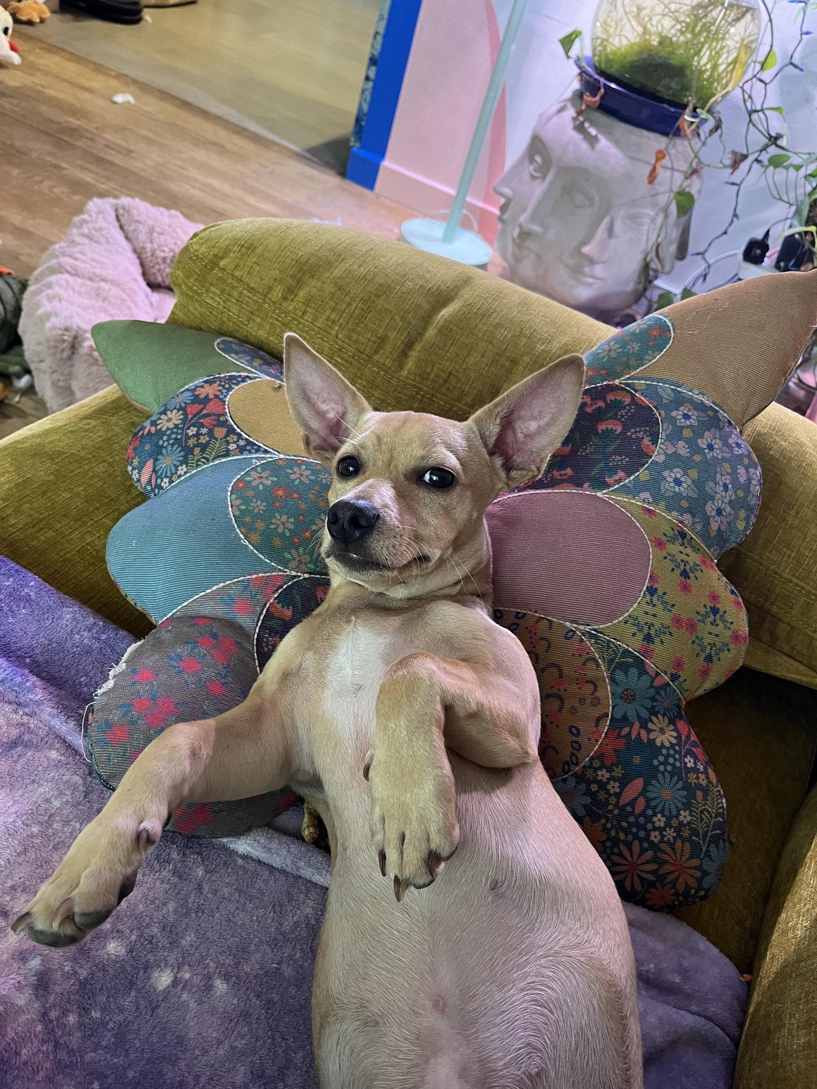Enlarge Joey, a Adoptable mixed breed in Portland, OR image 3/3