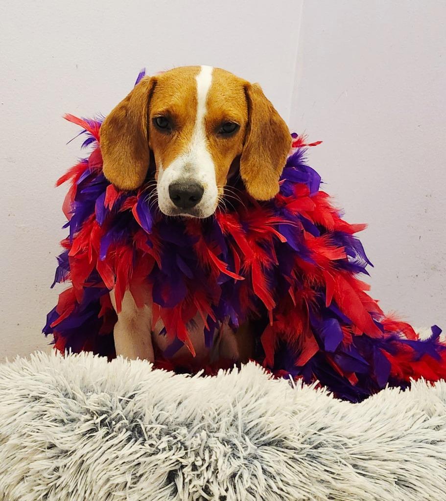 Enlarge Ruby, a Adopted Beagle in Hardeeville, SC image 1/2