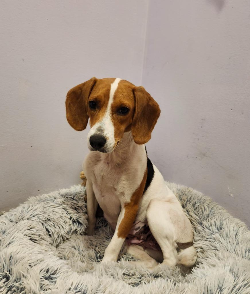 Enlarge Ruby, a Adopted Beagle in Hardeeville, SC image 2/2