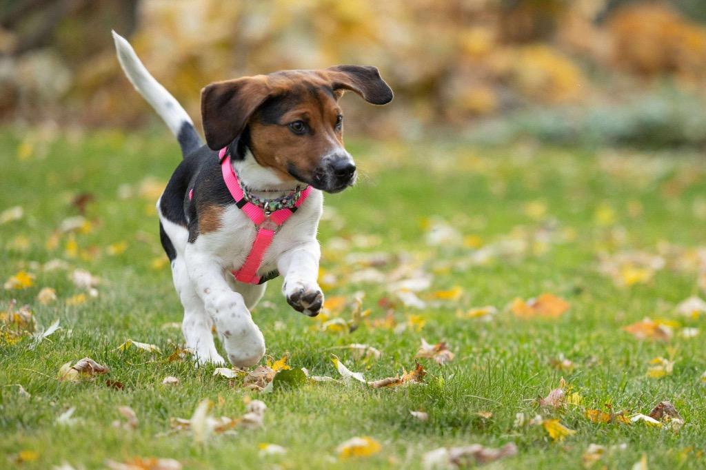 Over Easy - I'll Be Home for Christmas Promo, Adoptable, Puppy Female Basset Hound & Bluetick Coonhound.